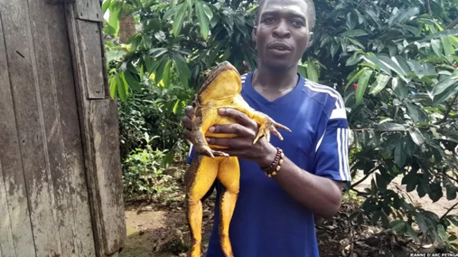 Cedric Fogwan amemshikilia mmoja wa vyura wa goliath aliyevunja rekodi