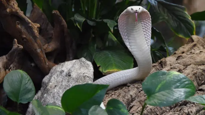 Самка моноклевой кобры в зоопаре.