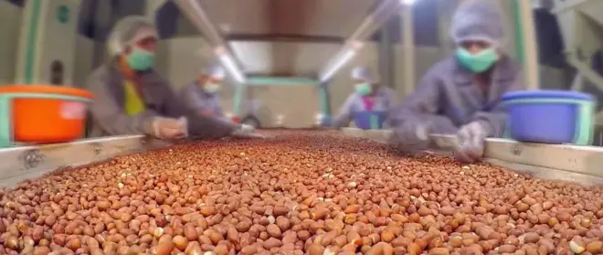 સૌરાષ્ટ્રમાં મગફળીનું વાવેતર અને ઉત્પાદન, ગિરનાર 4 બિયારણ ક્યાં મળે, ગિરનાર 4ની વધુ માગ કેમ છે, ગિરનાર 4માં ઉત્પાદન વધુ મળે , જીજી 39 સારું કે ગિરનાર 4, બીબીસી ગુજરાતી, બીબીસી ન્યૂઝ