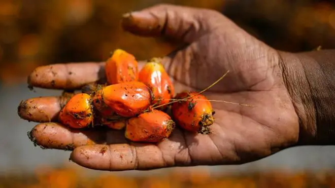 పామాయిల్ కాయలు