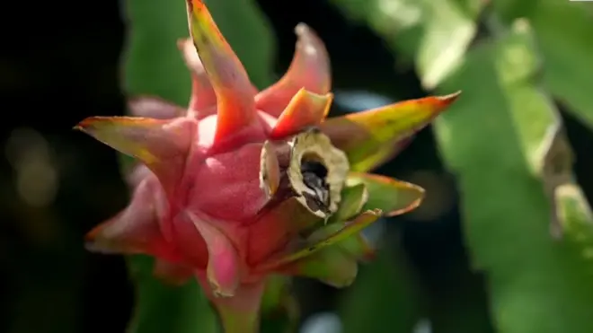 बिहार के किशनगंज में किसान उगा रहे हैं ड्रैगन फ़्रूट