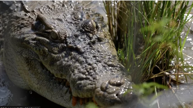 গত ১০ বছরে ইন্দোনেশিয়ায় প্রায় এক হাজার কুমিরের আক্রমণের ঘটনা ঘটেছে