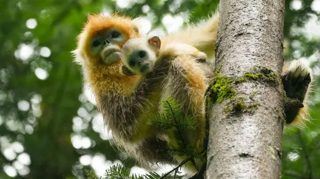 神農架野生金絲猴