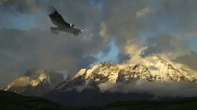 نسر كندور الأنديز