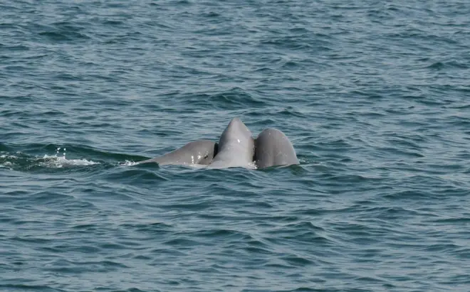 ထိုင်းပင်လယ်ကွေ့နားမှာ တွေ့ရတဲ့ ဧရာဝတီလင်းပိုင်တွေ