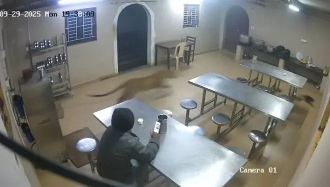 Bəbir pişiyi qovur - kişinin gözünün önündə