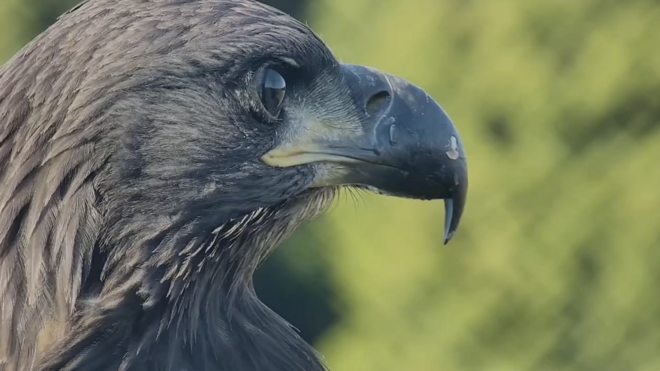 águia que está ajudando Israel