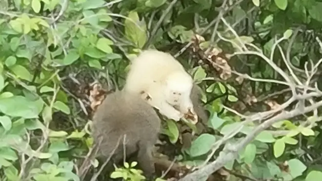 Imagem do sauá albino capturada por drone