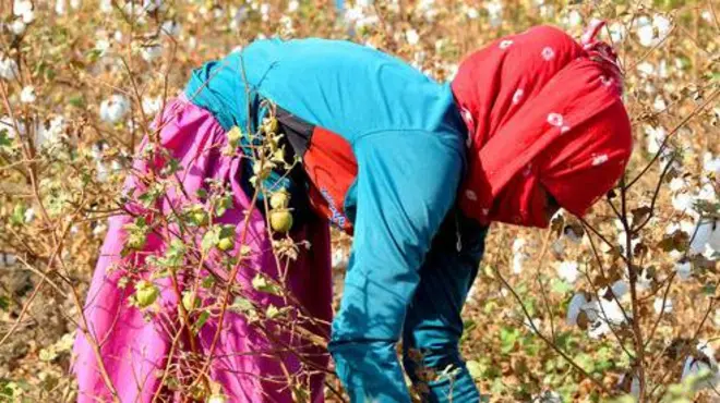कापूस आयात माफीचा निर्णय : वस्त्रोद्योगाला तात्पुरता दिलासा, मात्र शेतकऱ्यांना फटका