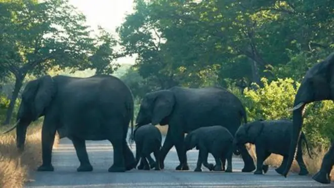 Tembo 