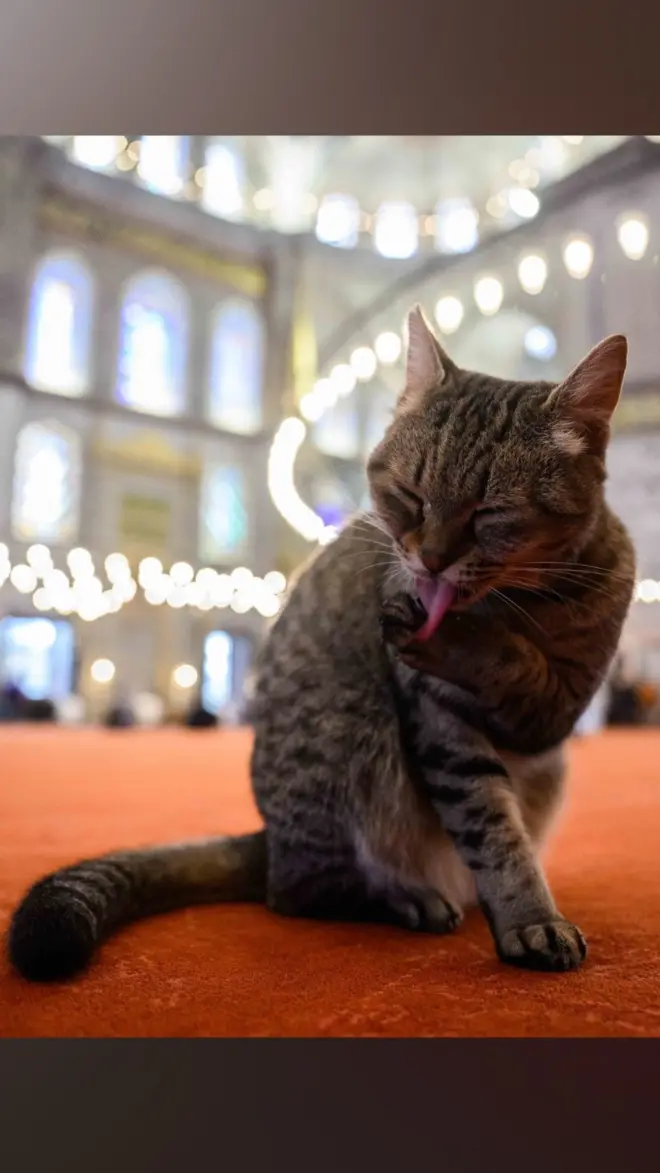 Mačka sedi unutar zgrade u Istanbulu.