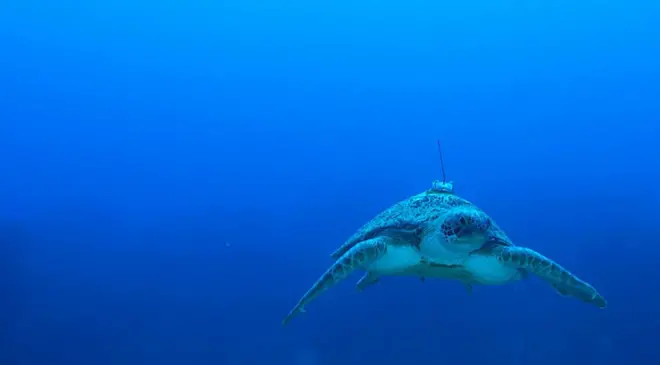위성테그를 달고 바다를 유영하는 거북