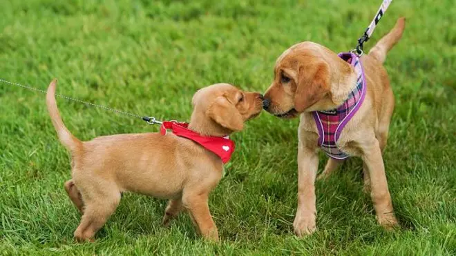 Cachorros