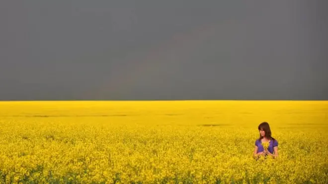 Украина. Согушка чейинки саргын талаасы