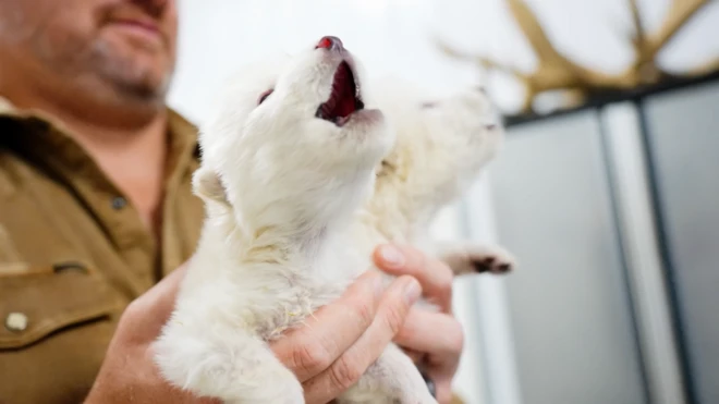 भेड़िये के पिल्ले