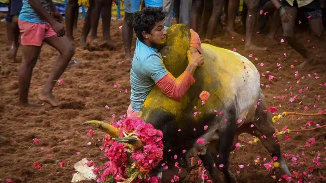 జల్లికట్టు