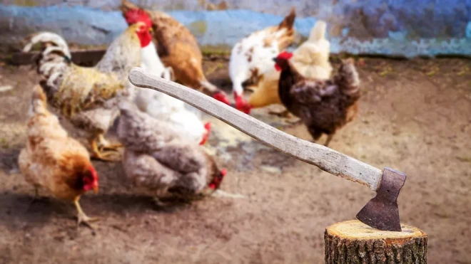 chickens and axe wey hang inside tree trunk