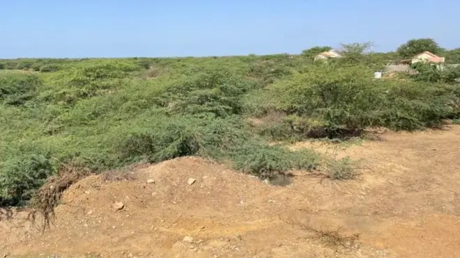 કચ્છ, કંડલા બંદર, જહાજ, જહાજોના ઇંધણ, મિથેનોલ, ગાંડા બાવળ