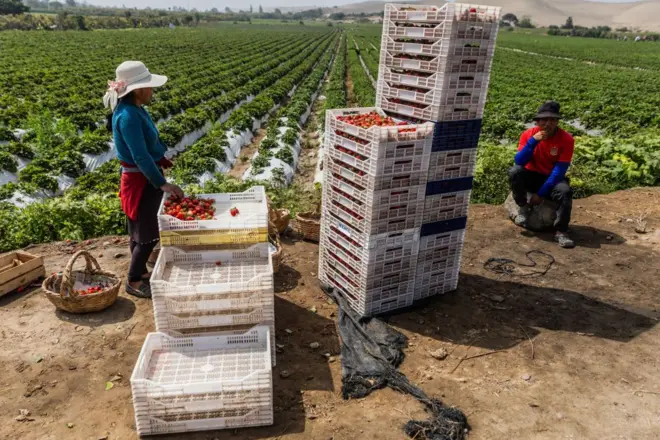 Un hombre sentado  y una mujer de pie junto a a dos torres de cajas de fruta en una explotación agrícola en Perú. 