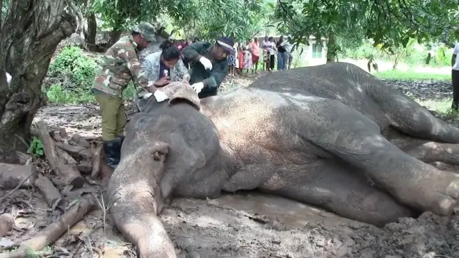 පණ්ඩුලගම වනජීවී ඒකකයේ නිලධාරී කණ්ඩායම විසින් වන අලියා පරික්ෂා කිරීම