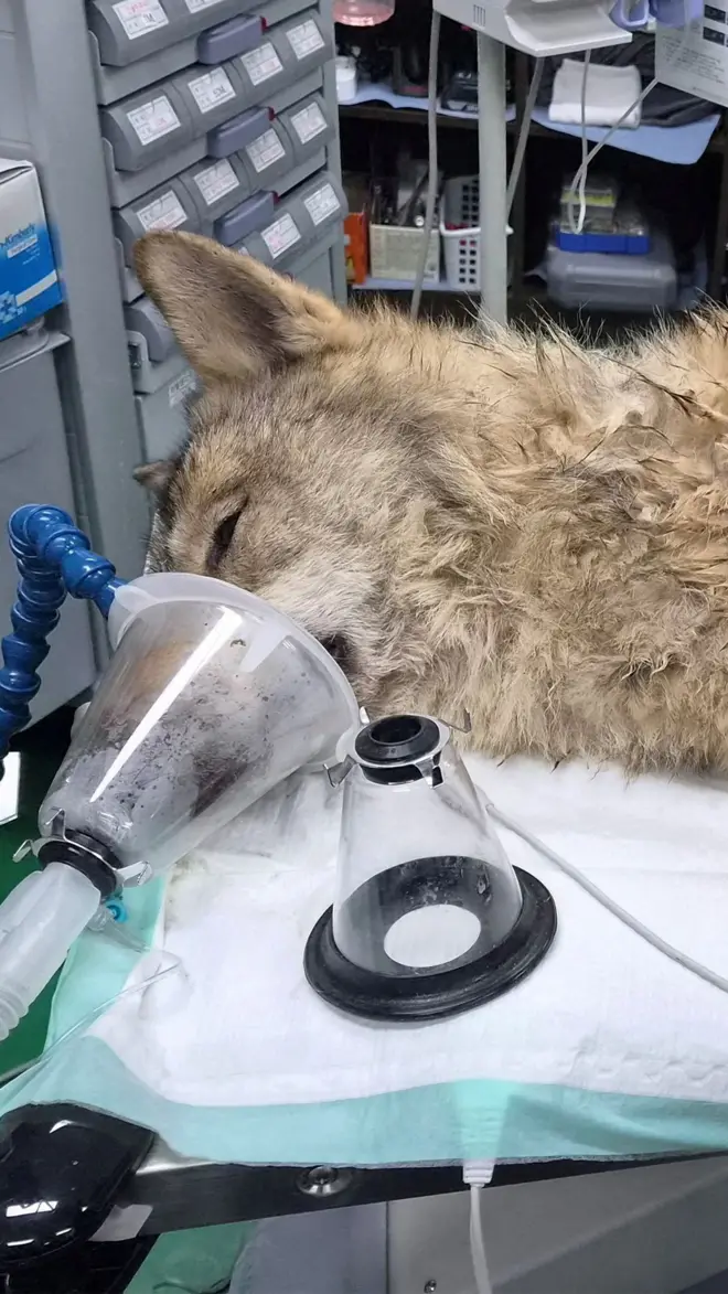 Vuka su pregledali veterinari 