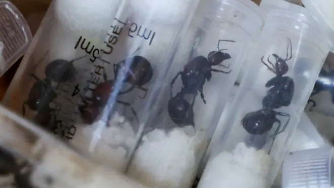 Fourmis dans des seringues