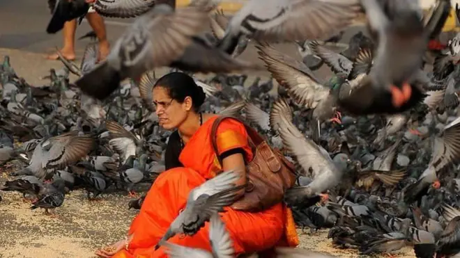 పావురాల సంఖ్య