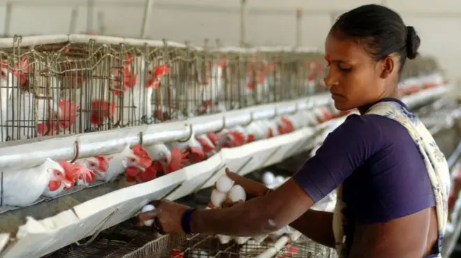 కోళ్ల ఫారంలో ఒక మహిళా కూలీ