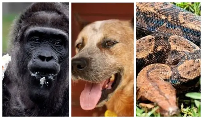 Aworan awọn ẹranko 