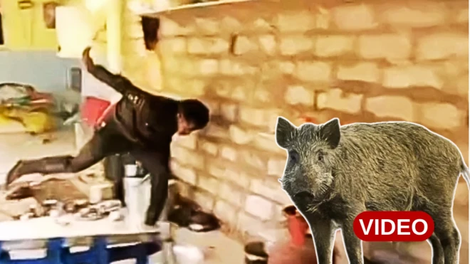 అడవి పంది