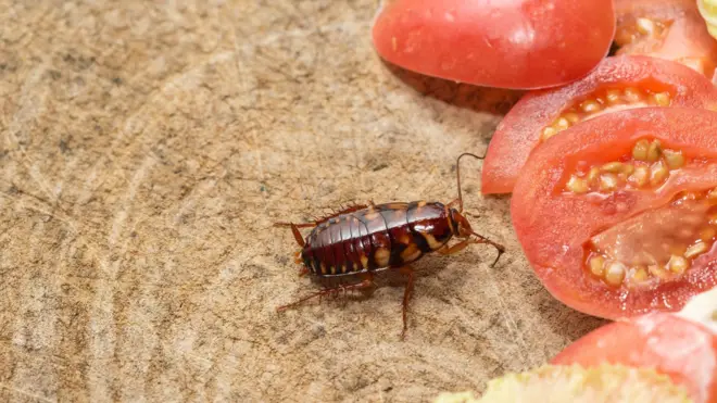 బొద్దింకలు