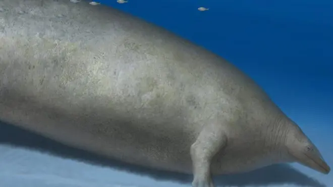 حوت بيروسيتوس