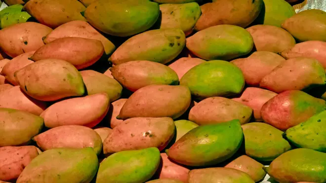 తోతాపురి 