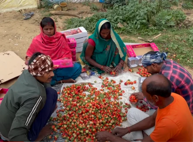 स्ट्रॉबेरी की खेती