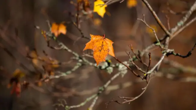 تظهر في الصورة مجموعة من أوراق الشجر، إحداها واضحة جداً لونها يميل إلى البرتقالي، لا تزال على فرع الشجرة ذات الأغصان المتعبة في فصل الخريف. الصورة التُقطت في السويد.