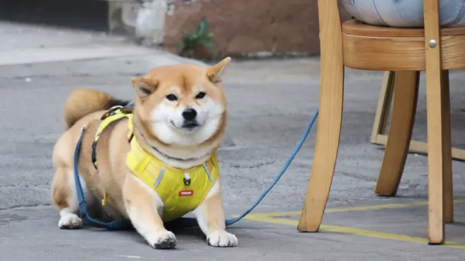 一隻棕色柴犬匍伏人行道上，兩位女飼主正坐在香港元朗一家地方食店門前的露天餐桌用餐（7/2/2026）