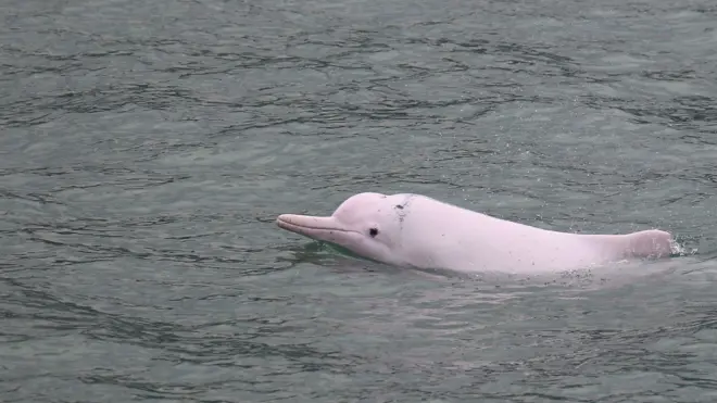 中華白海豚 (Photo by Ken Fung)