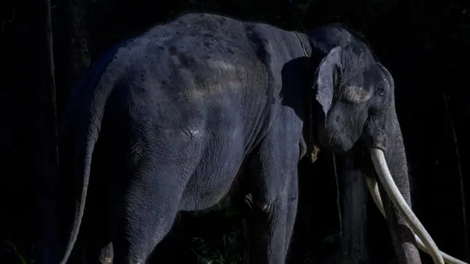 เจ้าอาวาสศรีลังกาย้ำ ต้องส่งพลายศักดิ์สุรินทร์คืน