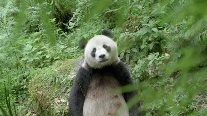 panda u sumi okruzen zelenilom