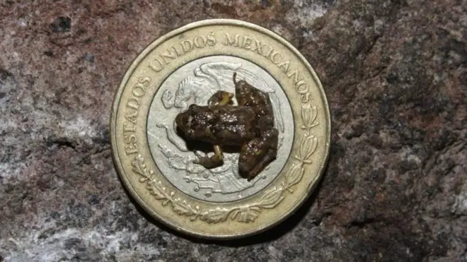 Raacha xiqqoo saantima irra teesse