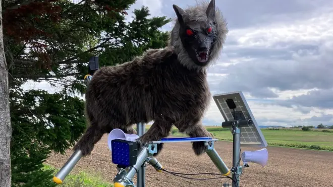 robo wolf-తోడేలు