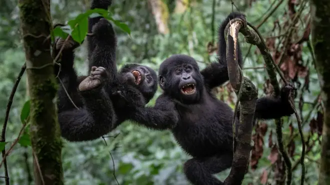 мавпи, що сміються