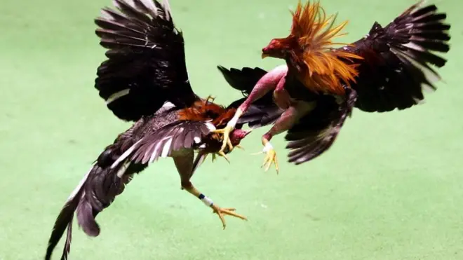 కోడిపందేలు