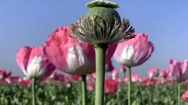 مزرعه گ﻿یاه خشخاش در قندهار،