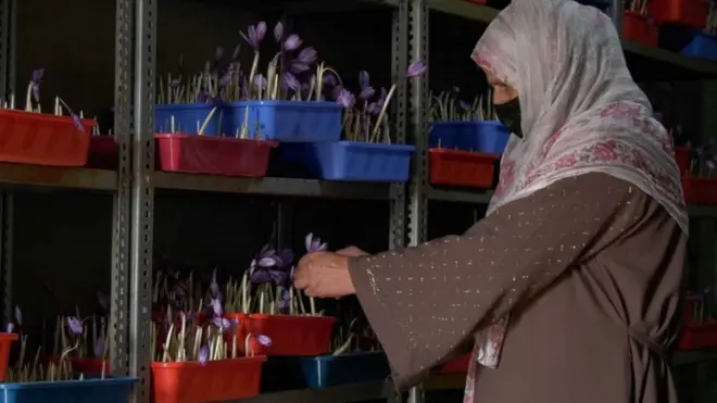 केसर की खेती