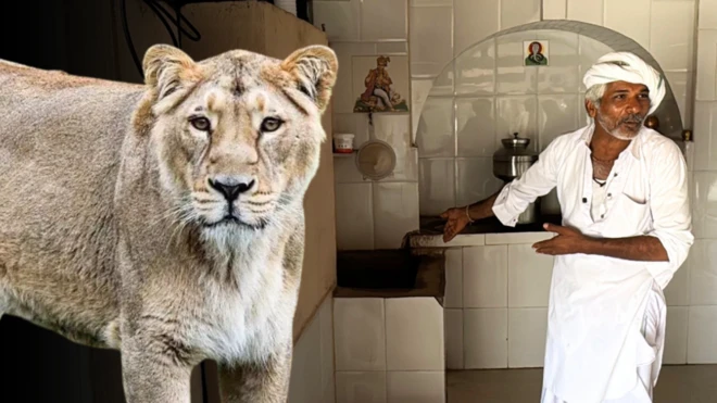 ગીરના સિંહો, ગીરનાં જંગલો, બીબીસી ગુજરાતી, Gir Lion, Gir ,