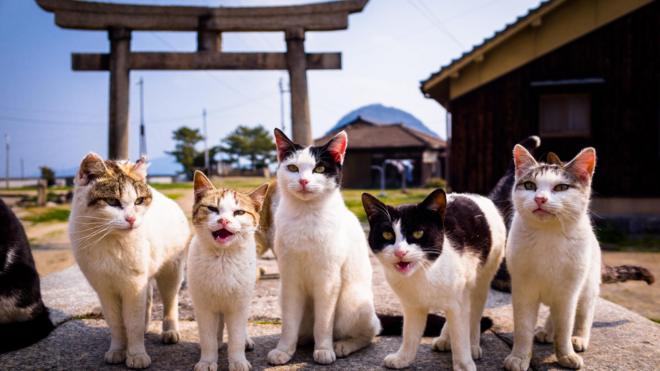 Vários gatinhos em frente a um portal estilo japonês