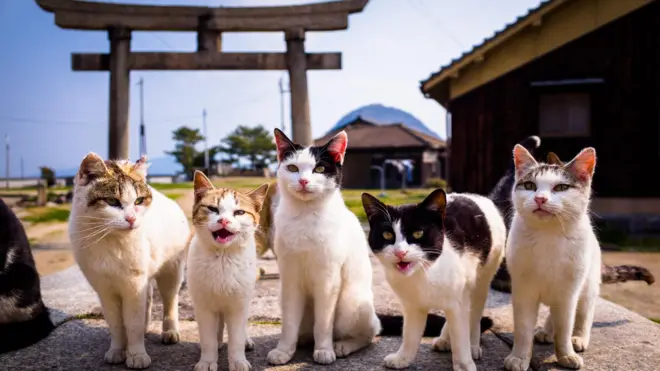 Vários gatinhoscomo sacar dinheiro do esporte da sortefrente a um portal estilo japonês