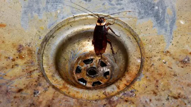 బొద్దింక