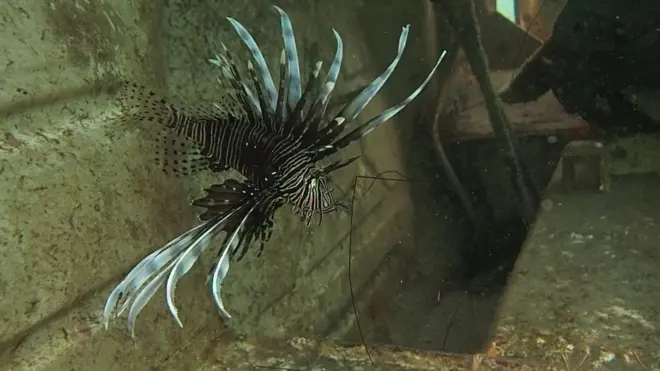 Peixe leão fotografado no litoral cearense